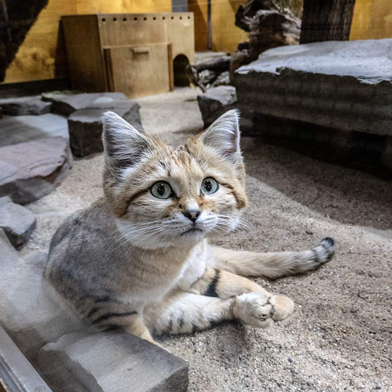Arabischer Sandkatzen-Kater GREYJOY nach der Paarung am 31. Januar 2024 im Kleinkatzen-Haus im Wuppertaler Zoo