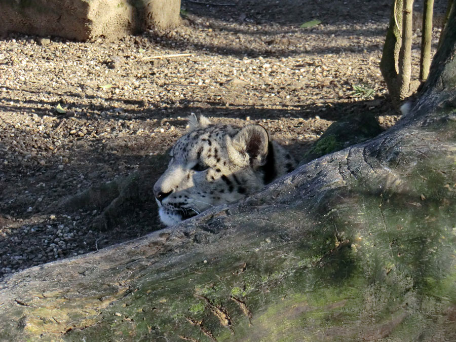 Schneeleoparden-Jungtier im Zoo Wuppertal im Januar 2013