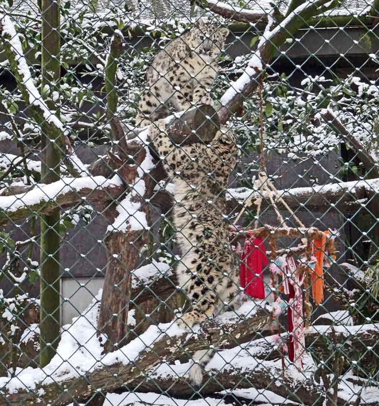 Schneeleoparden am 11. Februar 2017 im Grünen Zoo Wuppertal