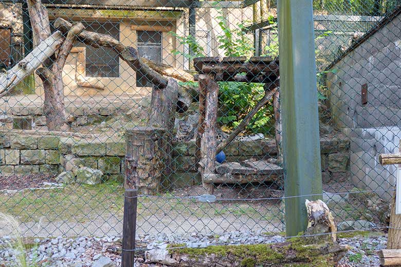 Männlicher Schneeleopard IRBIS am 16. August 2022 in der Himalaya-Anlage im Grünen Zoo Wuppertal