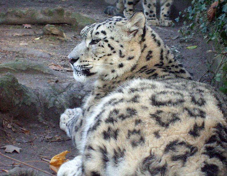 Schneeleopard im Zoo Wuppertal im November 2009