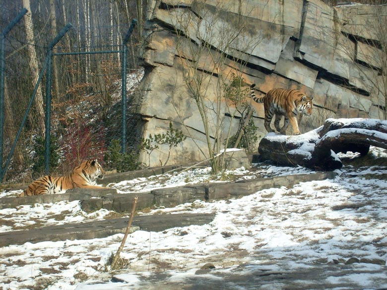 Sibirische Tiger im Zoologischen Garten Wuppertal im Februar 2009