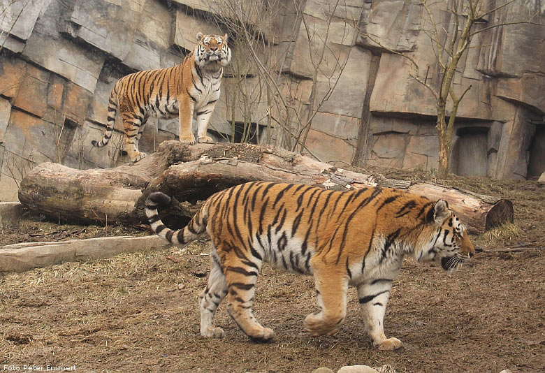 Sibirische Tiger im Zoologischen Garten Wuppertal im Februar 2009 (Foto Peter Emmert)