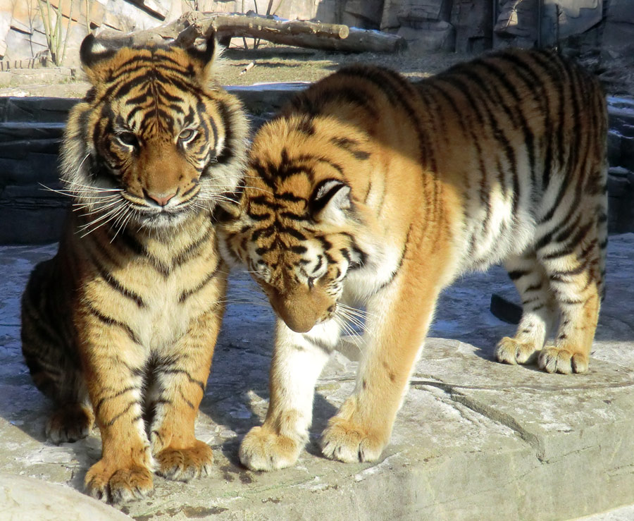 Sumatra Tigerjungtier DASEEP und Sibirisches Tigerjungtier TSCHUNA im Zoo Wuppertal am 10. Februar 2012