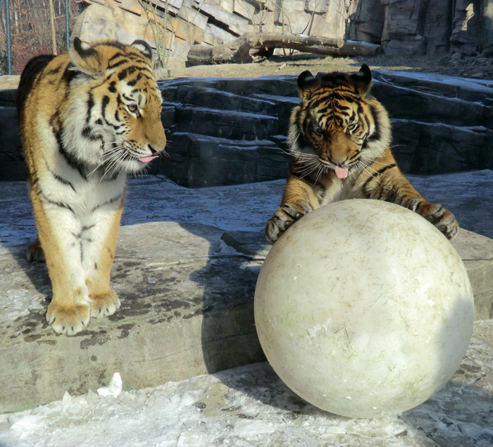 Sibirisches Tigerjungtier Tschuna und Sumatra-Tigerjungtier Daseep im Wuppertaler Zoo am 10. Februar 2012