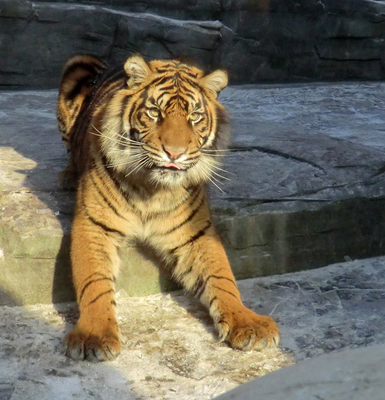 Sumatra Tigerjungtier DASEEP im Zoologischen Garten Wuppertal am 10. Februar 2012