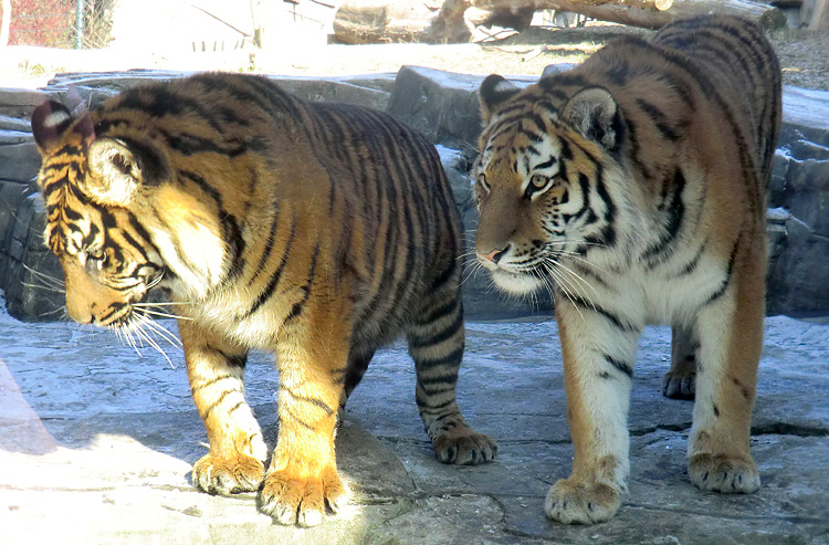 Sumatra Tigerjungtier DASEEP und Sibirisches Tigerjungtier TSCHUNA im Zoologischen Garten Wuppertal am 10. Februar 2012