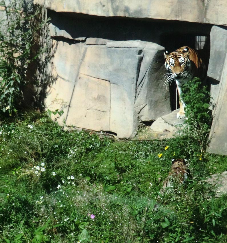 Sibirische Tigerin MYMOZA mit Jungtier im Wuppertaler Zoo am 17. August 2012