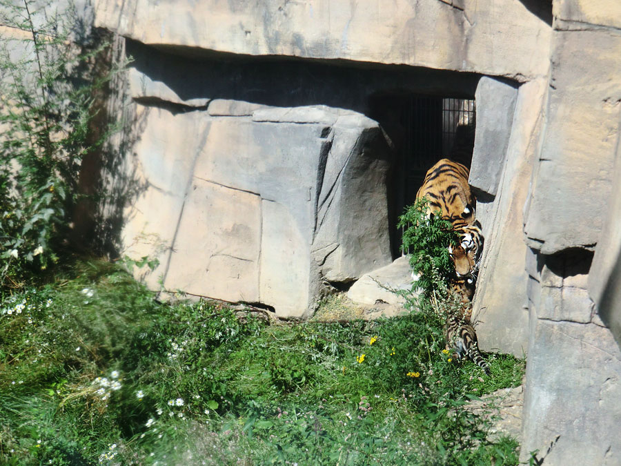 Sibirische Tigerin MYMOZA mit Jungtier im Wuppertaler Zoo am 17. August 2012