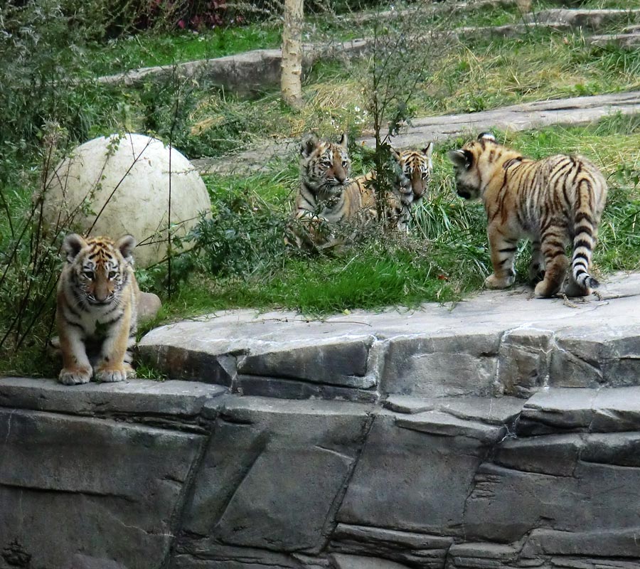 Sibirische Tigerjungtiere im Zoo Wuppertal am 28. September 2012