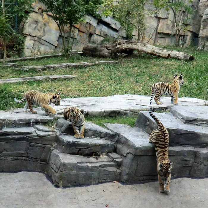 Vier Sibirische Tigerchen mit Tigerin MYMOZA im Wuppertaler Zoo am 28. September 2012