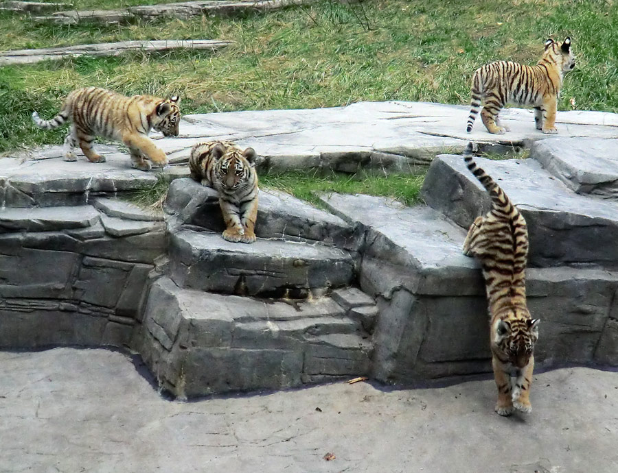 Sibirische Tigerjungtiere im Zoologischen Garten Wuppertal am 28. September 2012