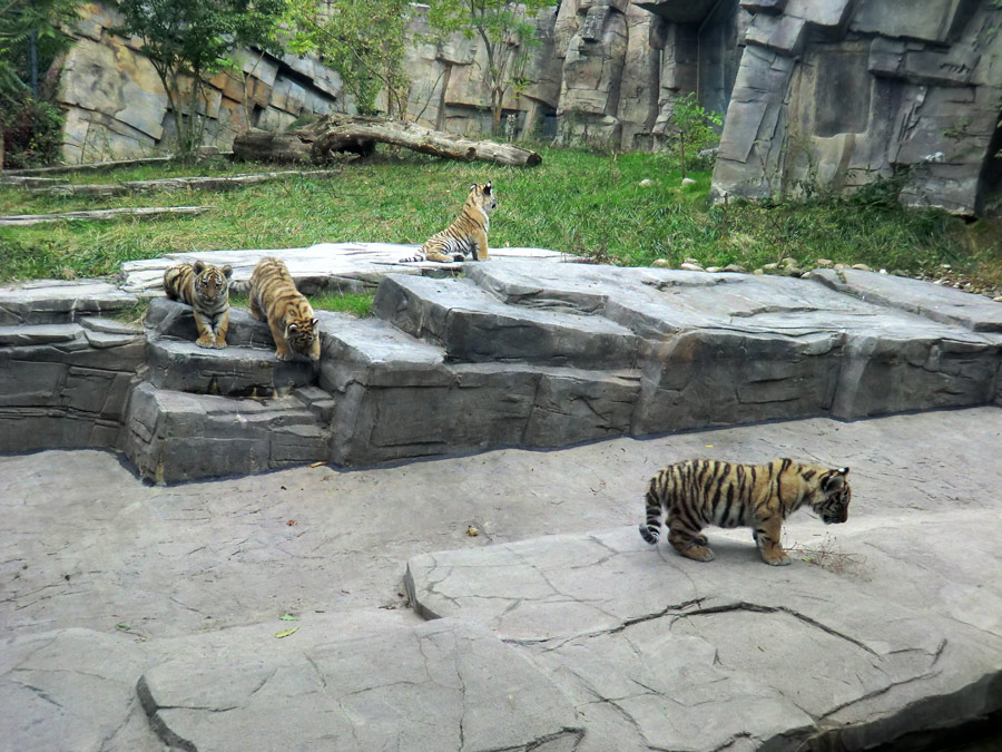Sibirische Tigerjungtiere im Wuppertaler Zoo am 28. September 2012