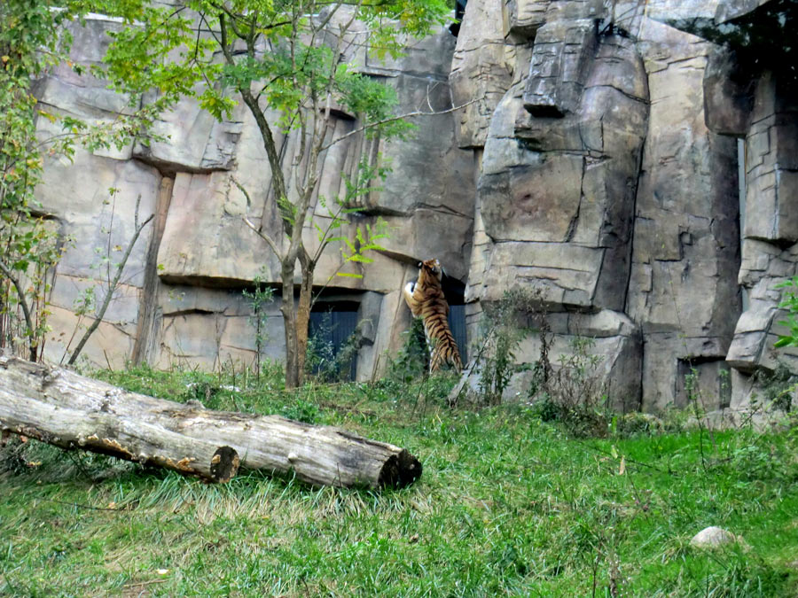 Sibirische Tigerin MYMOZA im Zoo Wuppertal am 28. September 2012