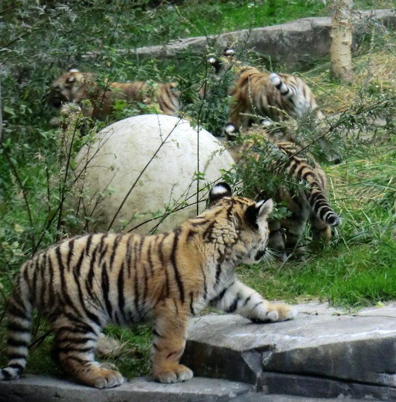 Sibirische Tigerjungtiere im Wuppertaler Zoo am 28. September 2012