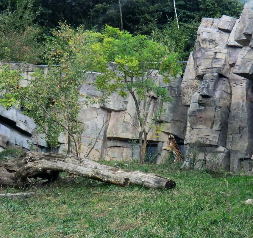 Sibirische Tigerin MYMOZA im Zoologischen Garten Wuppertal am 28. September 2012