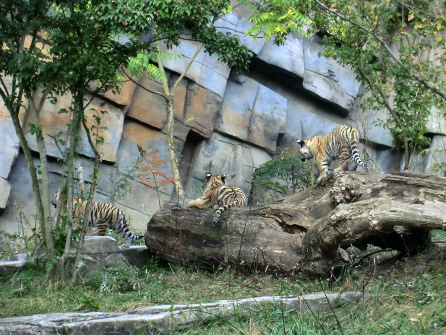 Sibirische Tigerjungtiere im Zoo Wuppertal am 28. September 2012