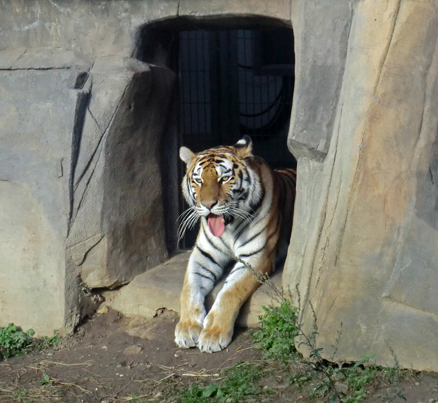 Sibirische Tigerin MYMOZA im Zoologischen Garten Wuppertal am 28. September 2012