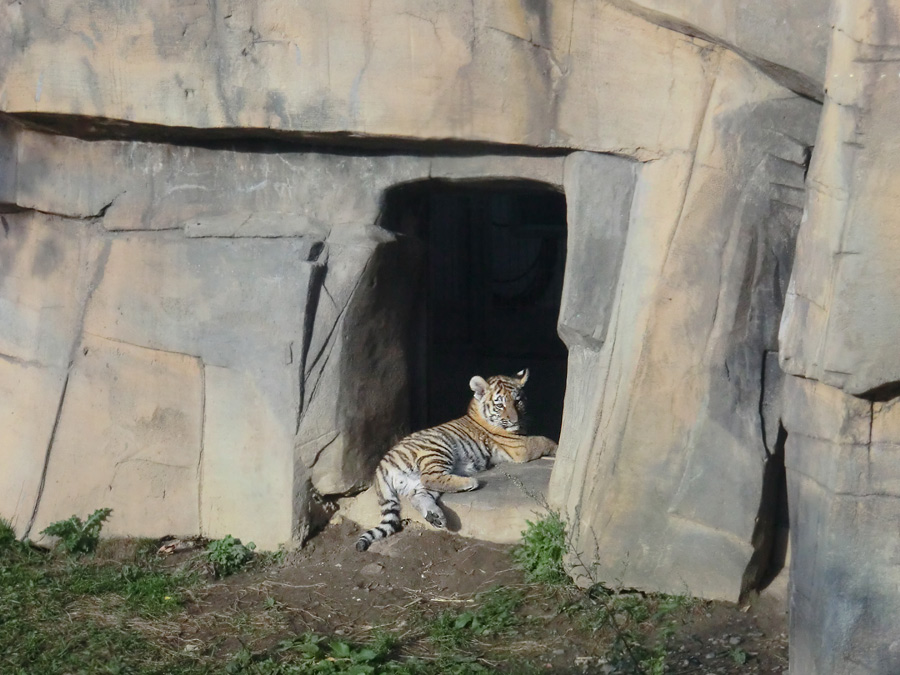 Sibirisches Tigerjungtier im Zoo Wuppertal am 28. September 2012