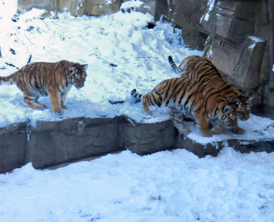 Sibirische Tigerjungtiere im Zoo Wuppertal am 8. Dezember 2012
