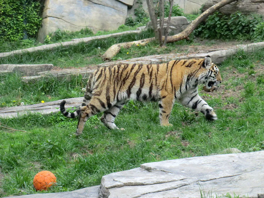 Sibirischer Tiger im Zoo Wuppertal im Mai 2013