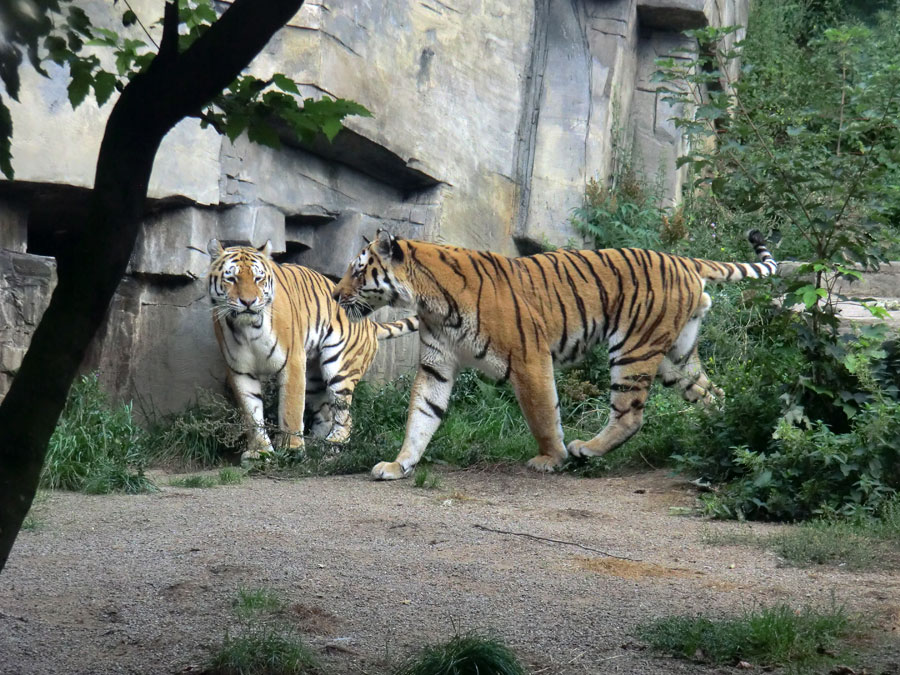 Sibirische Tiger WASSJA und MANDSCHU im Wuppertaler Zoo im August 2013