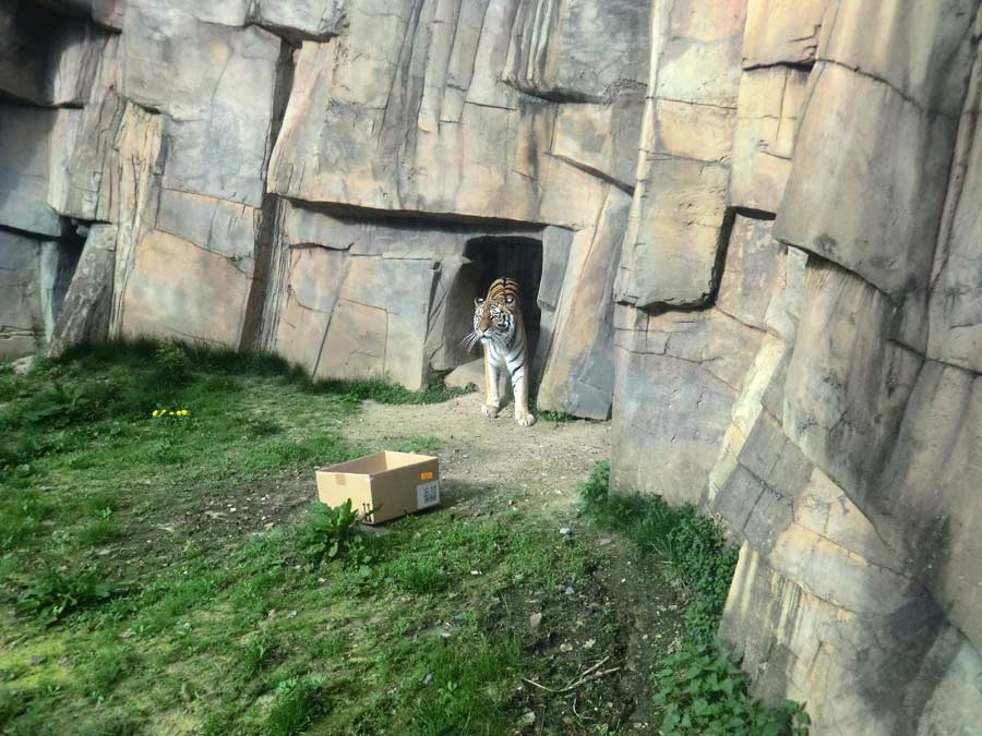 Sibirische Tigerin MYMOZA im Zoo Wuppertal im April 2014