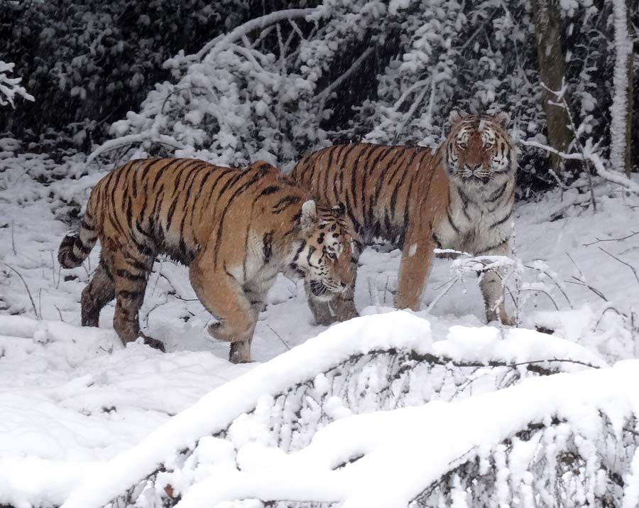 Sibirische Tiger im Zoologischen Garten Wuppertal am 27. Dezember 2014