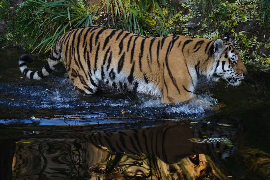Sibirischer Tiger "Wassja" im Zoologischen Garten Wuppertal am 26. Oktober 2015
