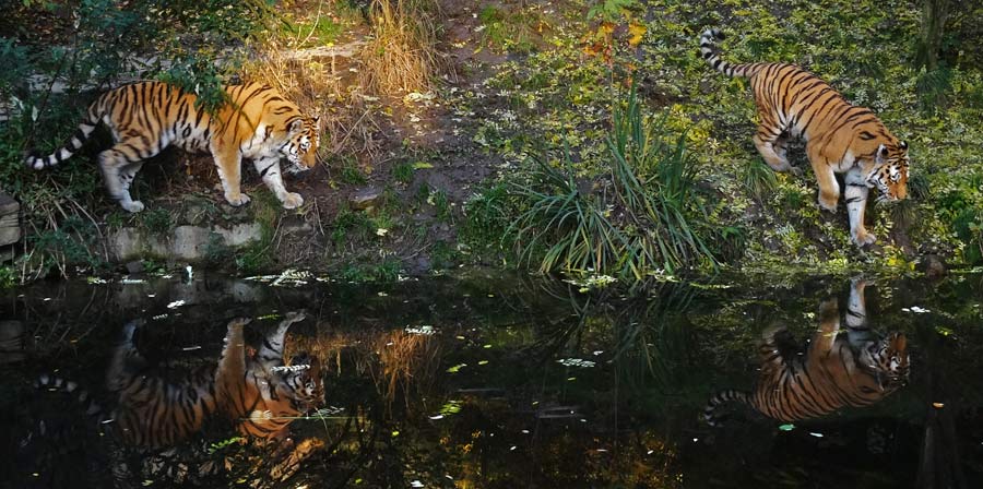 Sibirische Tiger im Zoo Wuppertal am 26. Oktober 2015