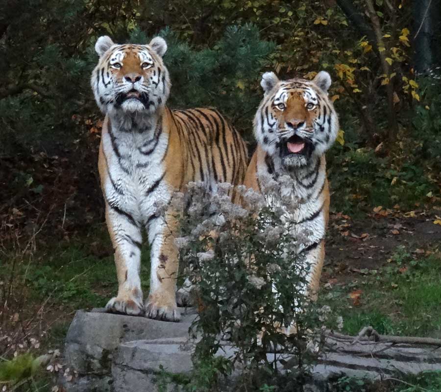 Sibirische Tiger "Wassja" und "Mandschu" im Zoo Wuppertal am 26. Oktober 2015