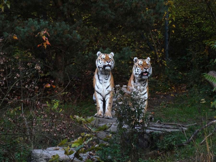 Sibirische Tiger "Wassja" und "Mandschu" im Grünen Zoo Wuppertal am 26. Oktober 2015