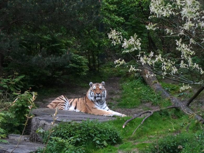 Sibirischer Tiger-Kater Mandschu am 1. Mai 2017 im Zoologischen Garten der Stadt Wuppertal