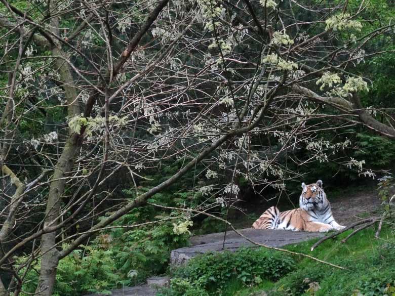 Sibirischer Tiger-Kater Mandschu am 1. Mai 2017 im Wuppertaler Zoo