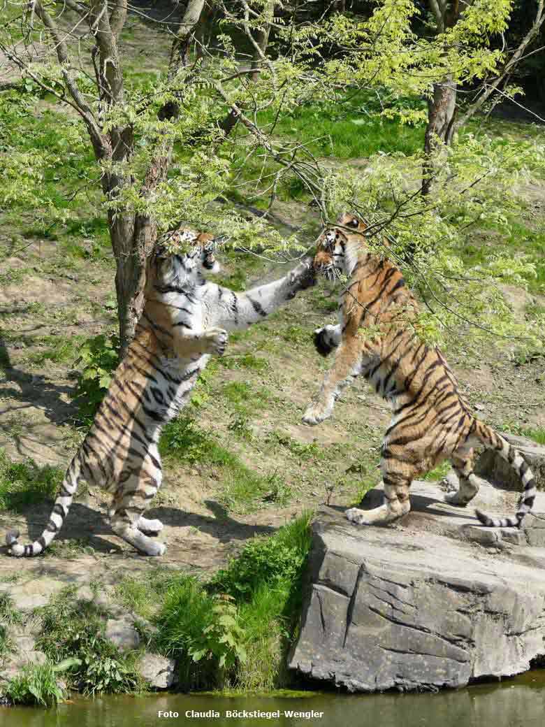 Sibirische Tiger in Action am 10. Mai 2017 im Tigertal im Grünen Zoo Wuppertal (Foto Claudia Böckstiegel-Wengler)