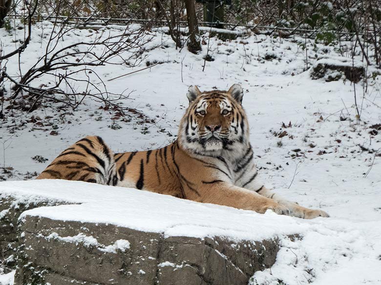 Sibirischer Tigerkater MANDSCHU am 16. Dezember 2018 auf der Außenanlage im Tigertal im Wuppertaler Zoo