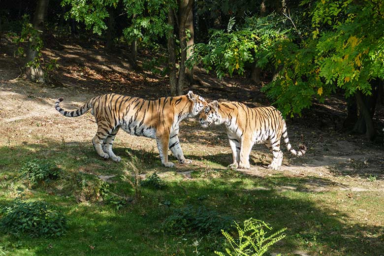 Amur-Tiger-Kater MANDSCHU und WASSJA am 17. September 2020 auf der Außenanlage im Tiger-Tal im Zoologischen Garten der Stadt Wuppertal