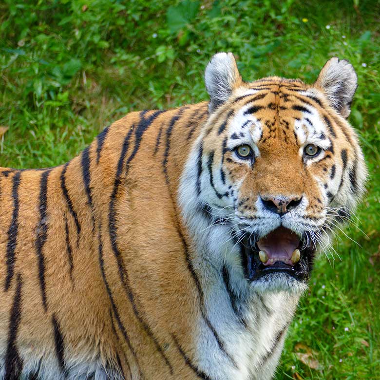 Amur-Tiger-Kater WASSJA am 3. August 2022 auf der größeren Außenanlage im Tiger-Tal im Grünen Zoo Wuppertal