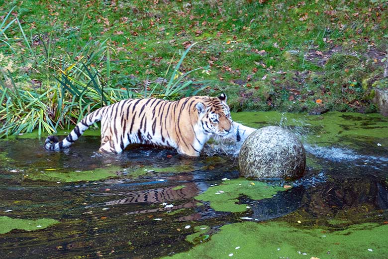 Amur-Tiger-Kater WASSJA am 10. November 2022 auf der größeren Außenanlage im Tiger-Tal im Grünen Zoo Wuppertal