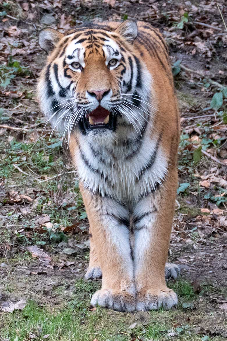 Amur-Tiger-Kater KASIMIR am 5. Januar 2024 auf der größeren Aussenanlage für Amur-Tiger im Tiger-Tal im Grünen Zoo Wuppertal