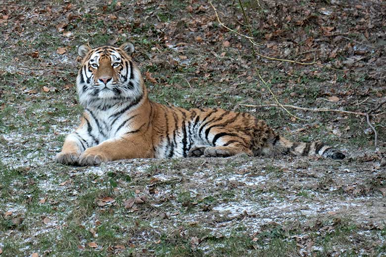 Amur-Tiger-Kater KASIMIR am 8. Januar 2024 auf der größeren Aussenanlage für Amur-Tiger im Tiger-Tal im Wuppertaler Zoo
