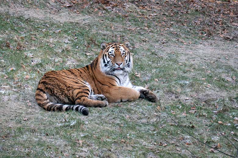 Amur-Tiger-Kater KASIMIR am 10. Januar 2024 auf der größeren Aussenanlage für Amur-Tiger im Tiger-Tal im Zoologischen Garten Wuppertal