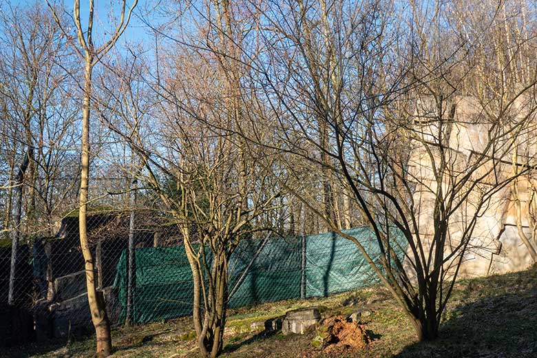 Sichtschutz am Zaun zur Samba-Trasse am 11. Januar 2024 an der kleinen Aussenanlage für Amur-Tiger im Tiger-Tal im Grünen Zoo Wuppertal