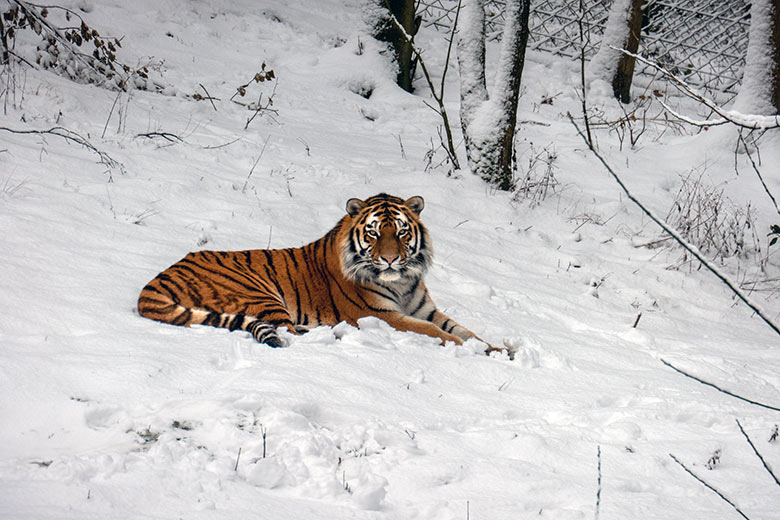 Amur-Tiger-Kater KASIMIR im Schnee am 15. Januar 2024 auf der größeren Außenanlage im Tiger-Tal im Grünen Zoo Wuppertal