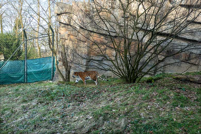 Amur-Tiger-Katze TULLIA am 29. Januar 2024 auf der kleineren Aussenanlage für Amur-Tiger im Tiger-Tal im Grünen Zoo Wuppertal