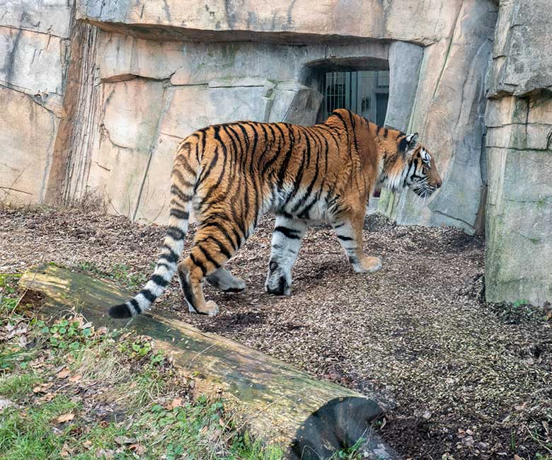 Amur-Tiger-Katze TULLIA am 29. Januar 2024 auf der kleineren Aussenanlage für Amur-Tiger im Tiger-Tal im Wuppertaler Zoo