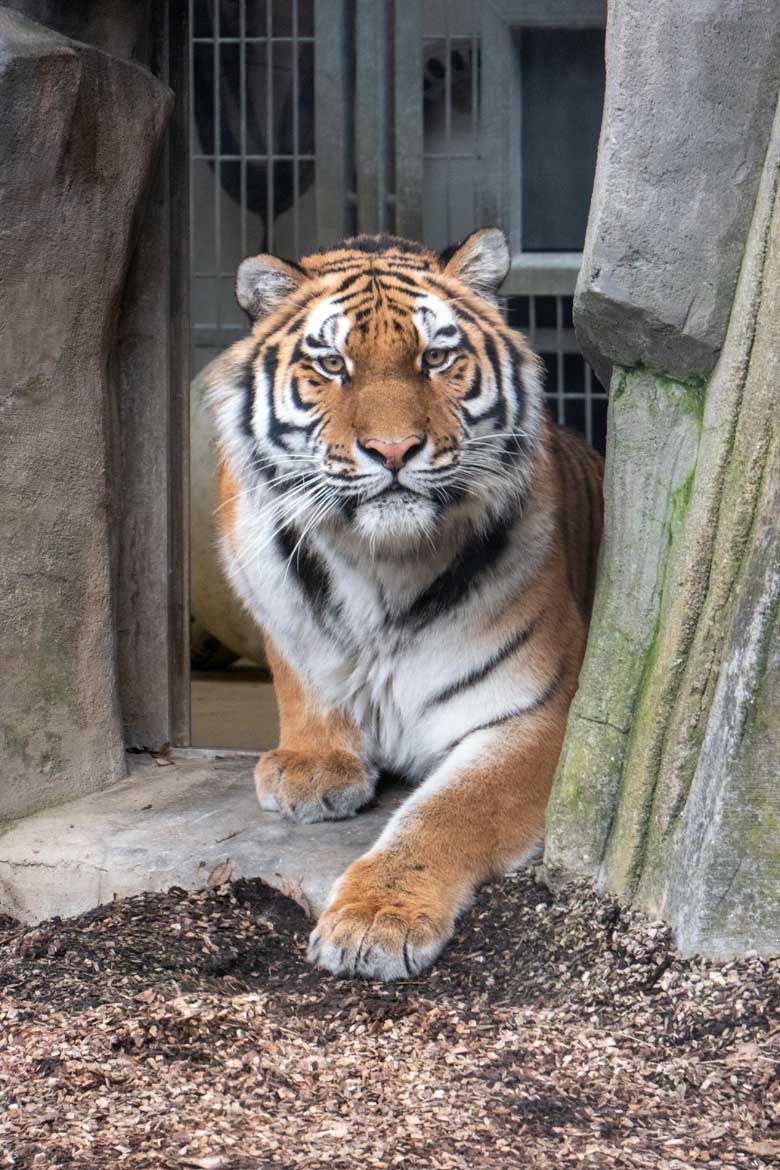 Amur-Tiger-Katze TULLIA am 30. Januar 2024 auf der kleineren Aussenanlage für Amur-Tiger im Tiger-Tal im Zoologischen Garten der Stadt Wuppertal
