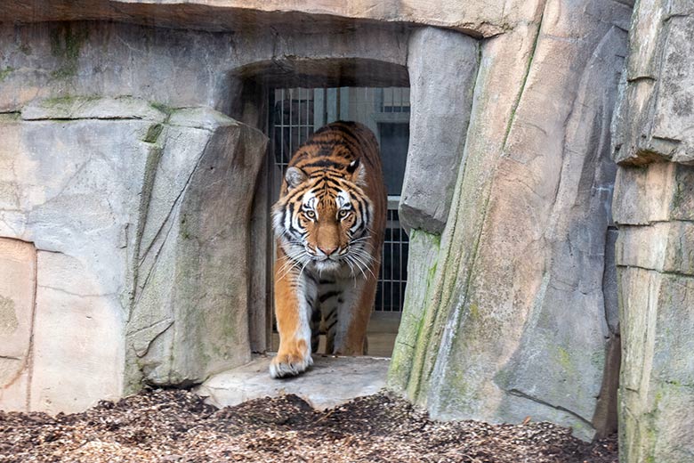Amur-Tiger-Katze TULLIA am 30. Januar 2024 auf der kleineren Aussenanlage für Amur-Tiger im Tiger-Tal im Zoo Wuppertal