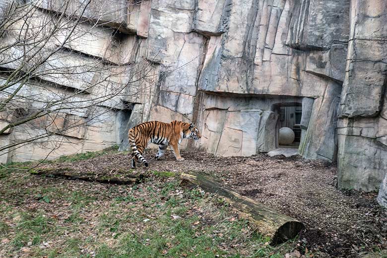 Amur-Tiger-Katze TULLIA am 30. Januar 2024 auf der kleineren Aussenanlage für Amur-Tiger im Tiger-Tal im Grünen Zoo Wuppertal