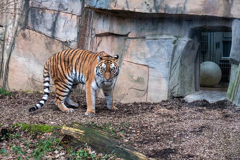 Amur-Tiger-Katze TULLIA am 30. Januar 2024 auf der kleineren Aussenanlage für Amur-Tiger im Tiger-Tal im Zoologischen Garten Wuppertal